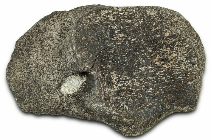Hadrosaur (Hypacrosaurus) Coracoid Bone - Montana #326463